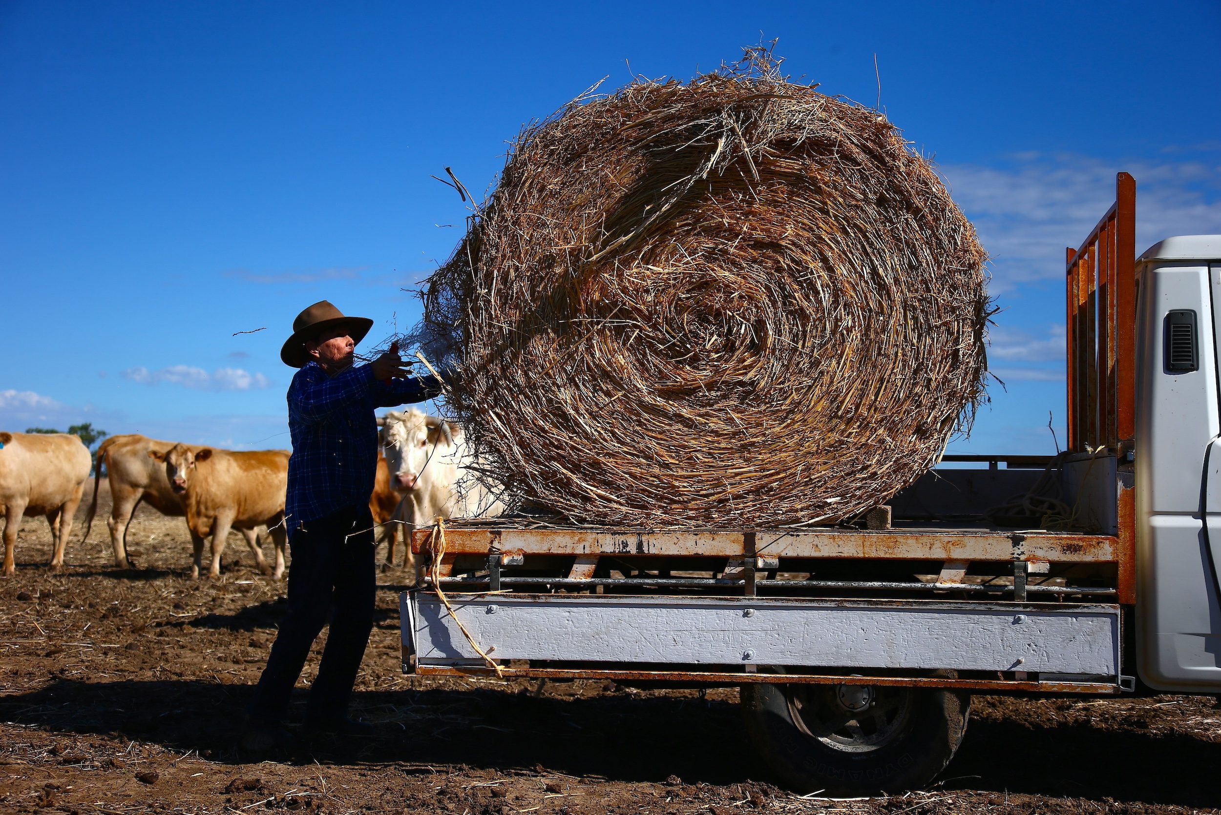 A farmer feeds her cattle in Come-by-Chance, Australia; meat is one of Australia's largest exports to the UAE