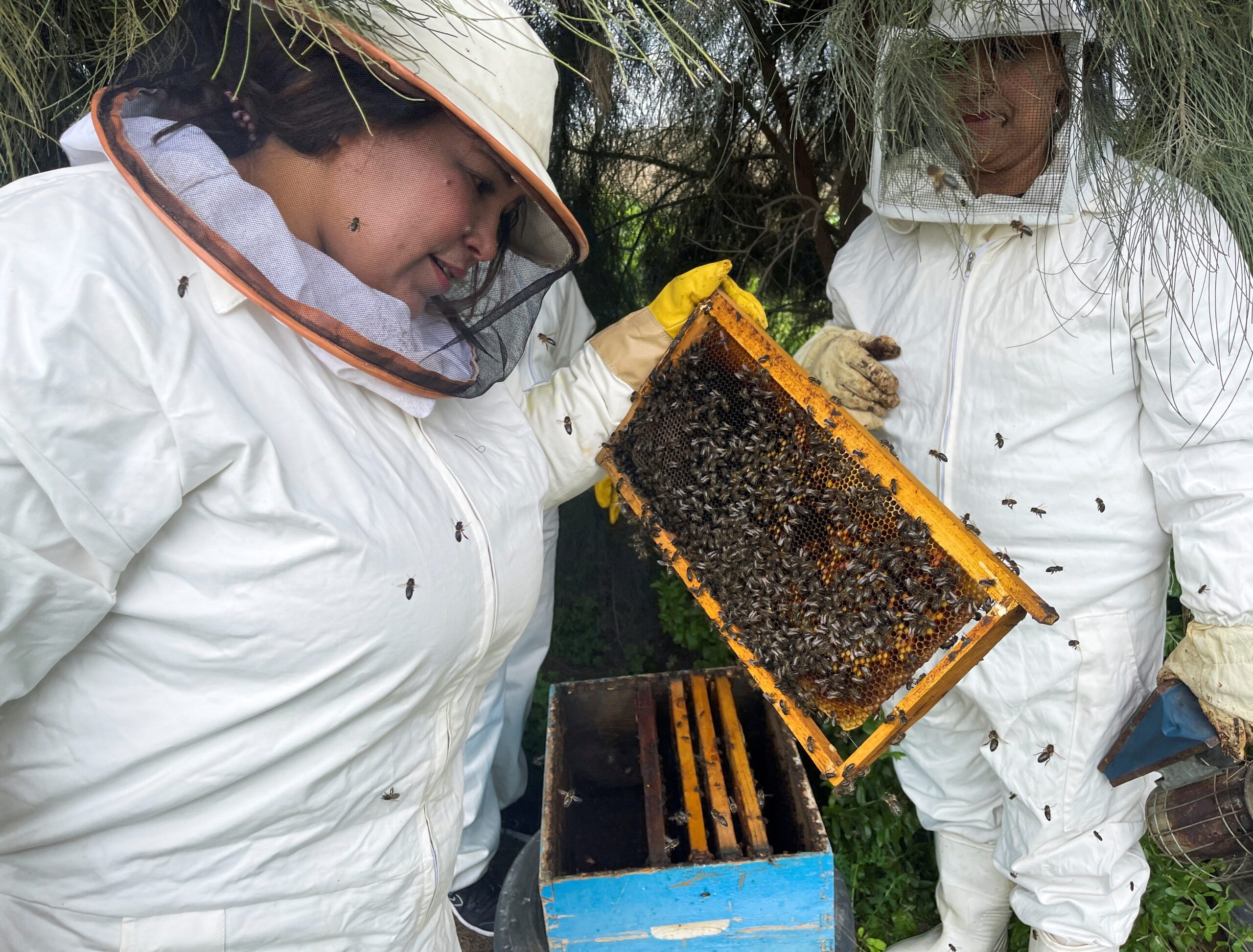 Beekeepers in Mannouba, Tunisia. The country has 305,000 hives