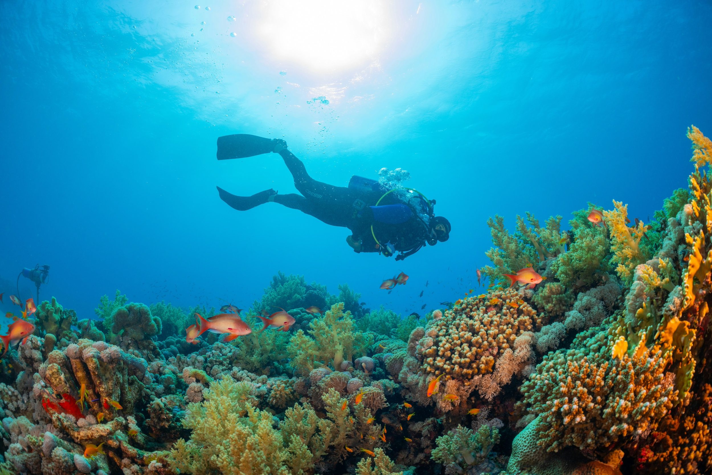 Nature, Outdoors, Water Neom says its coastal resorts will set a 'new global standard in luxury sustainable tourism' A diver enjoys the underwater beauty of Neom, which says its coastal resorts will set a 'new global standard in luxury sustainable tourism'