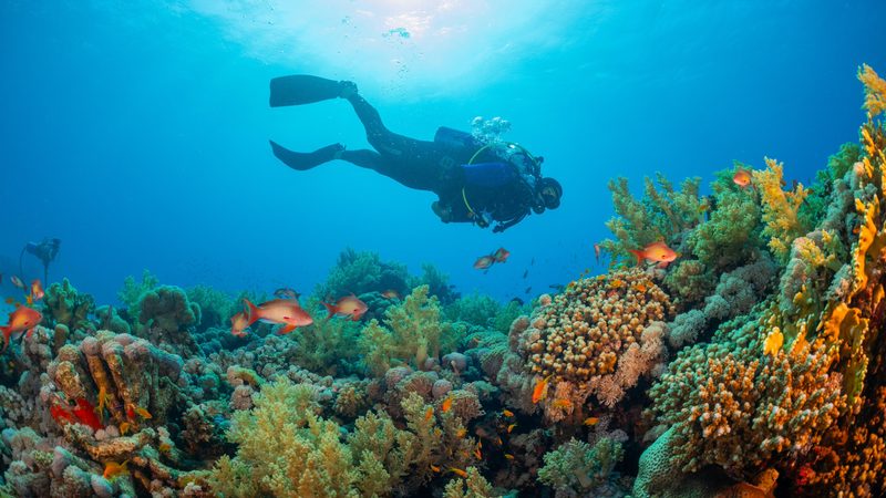 Nature, Outdoors, Water Neom says its coastal resorts will set a 'new global standard in luxury sustainable tourism' A diver enjoys the underwater beauty of Neom, which says its coastal resorts will set a 'new global standard in luxury sustainable tourism'