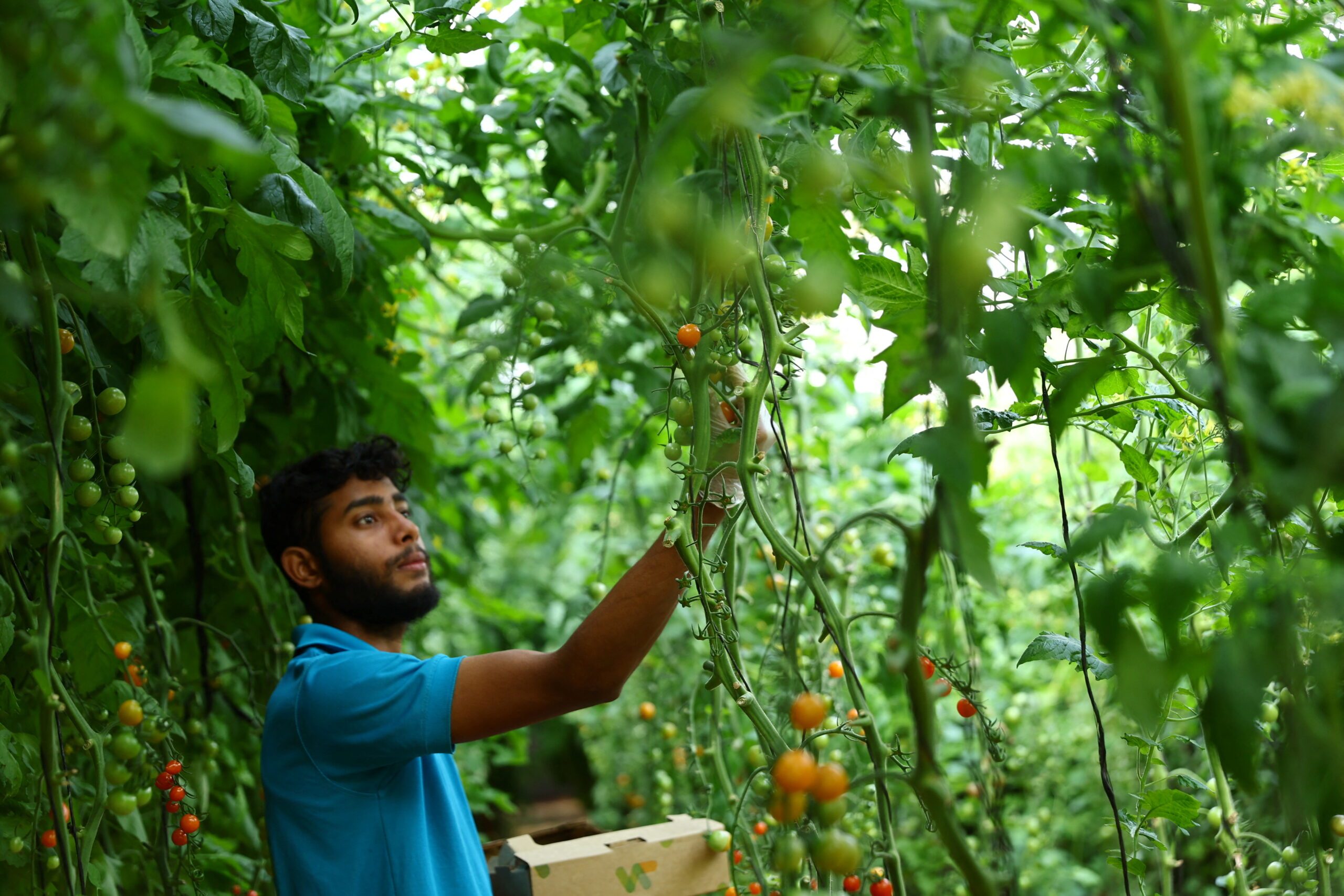A worker at Veggitech, a start-up farm in Sharjah, UAE. Agtech startups are looking beyond VC entities for funding
