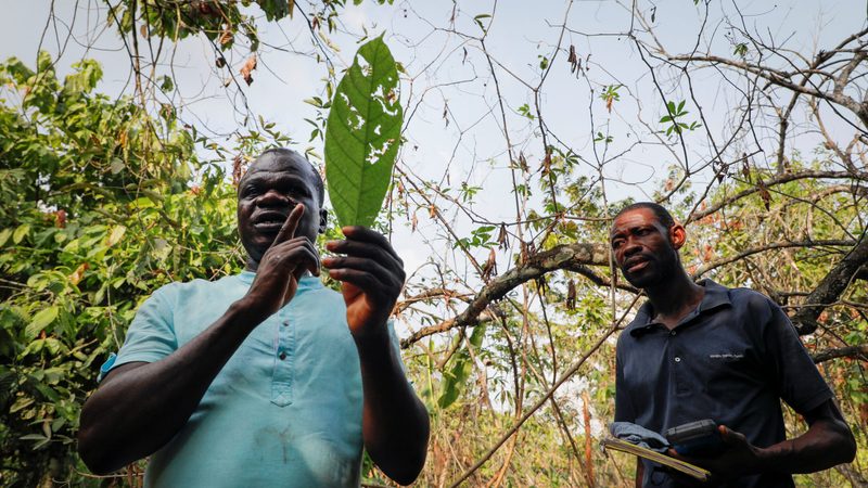 Ghana Cocoa Board workers identify cocoa trees affected by swollen shoot disease, which kills entire plantations. Cocoa is four times more expensive than it was a year ago