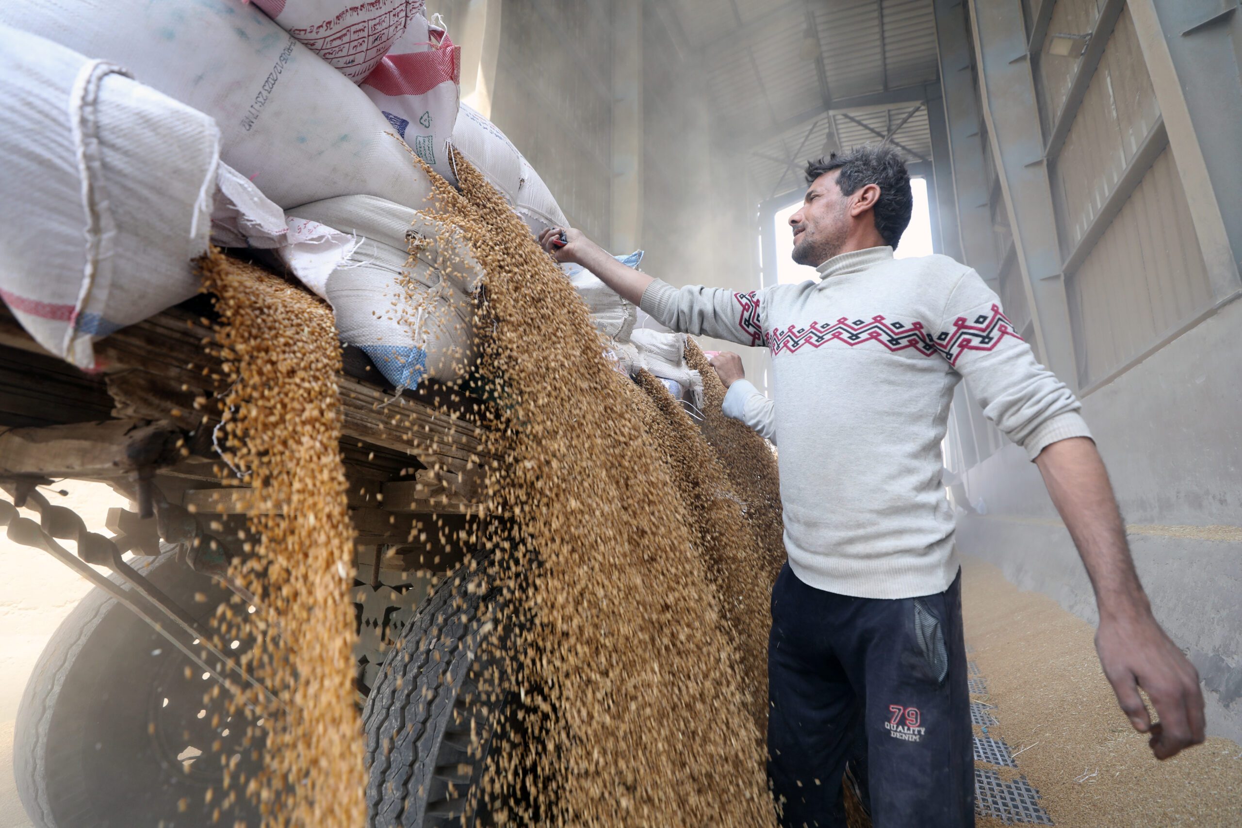 A worker unloads wheat in Qalyubia, north of Cairo. Analysts warn that a rise in bread prices could harm imnproving business sentiment