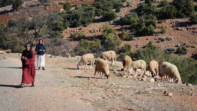 Arid conditions brought about by the drought in Morocco are affecting the cost of sheep