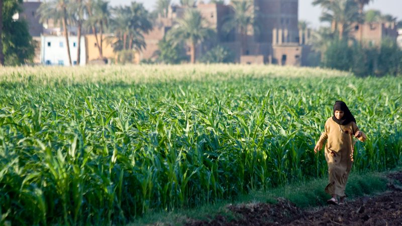 Egypt will use the US funding across a range of sectors including agriculture