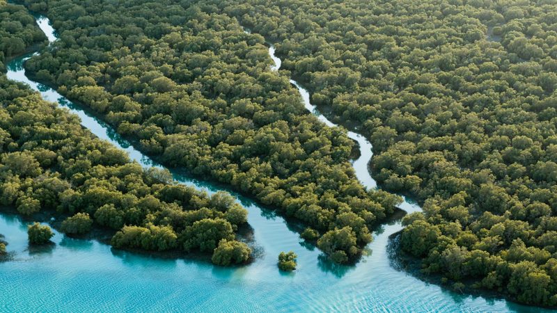 The lush mangroves of Abu Dhabi The lush mangroves of Abu Dhabi grow naturally in the coastal wetlands but further inland trees are more difficult to cultivate