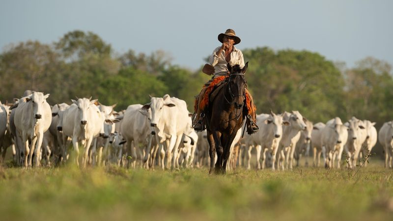 A cattle drive in the Pantanal region. Meat is a major component of Brazil's trade with Saudi Arabia