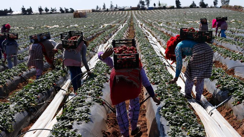 Farmers pick strawberries for export on a farm in Morocco's Kenitra province