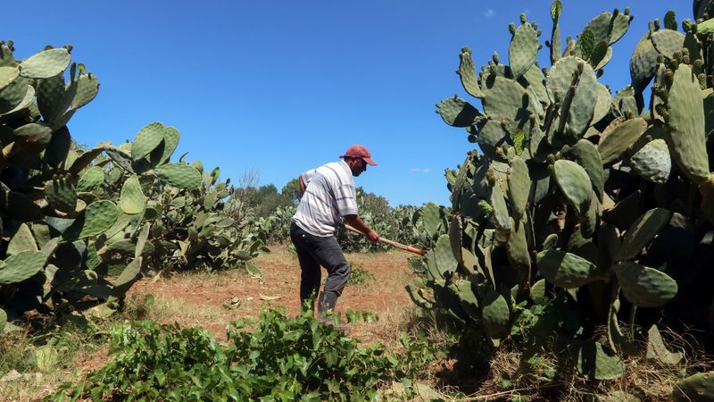 A Tunisian farmer works on his prickly pear plantation. Tunisia has secured loans to help with food security and its national budget