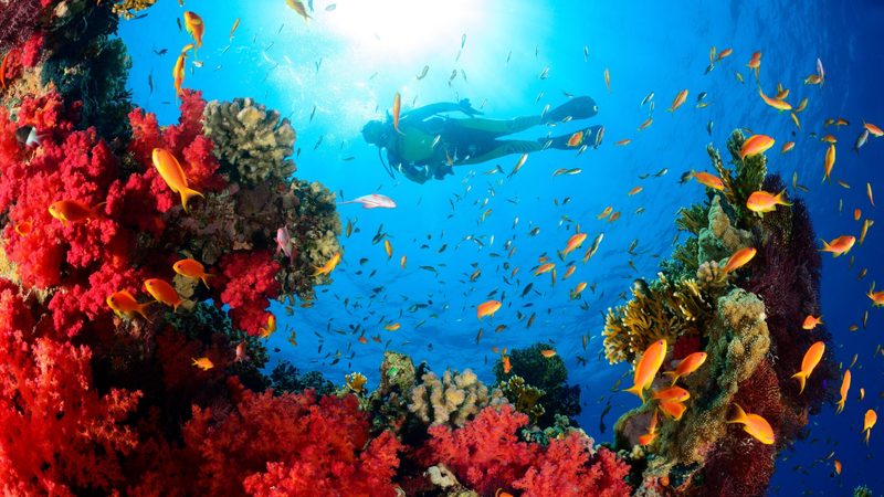 Scuba diving in the Red Sea off Egypt. The Ras Banas headland is close to the St John's coral reef system, a scuba-diving hotspot