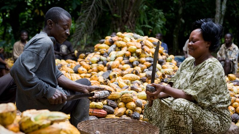 Farmers harvesting cocoa in Amankwaatia village, Ghana. The cocoa industry employs 17% of Ghana's workforce