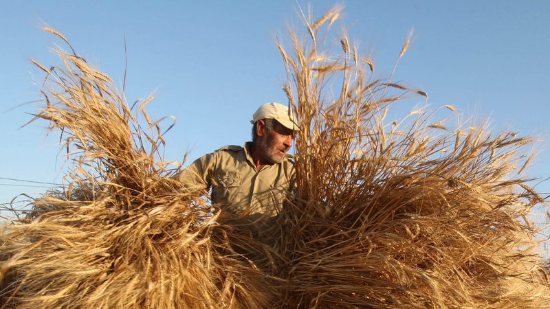 A farmer harvests wheat in Houla village, southern Lebanon; the Lebanese government estimates that the war in the south will affect 30 percent of agricultural output for several years to come