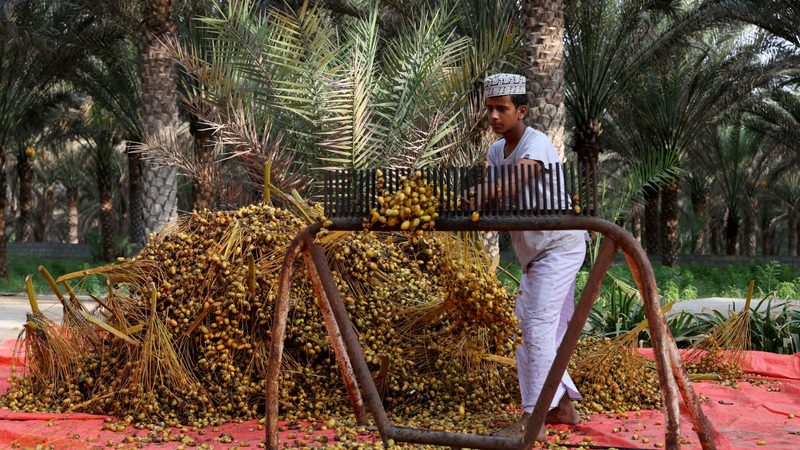 An Omani date farmer. Agriculture was up almost 10 percent in Q2, contributing to GDP growth