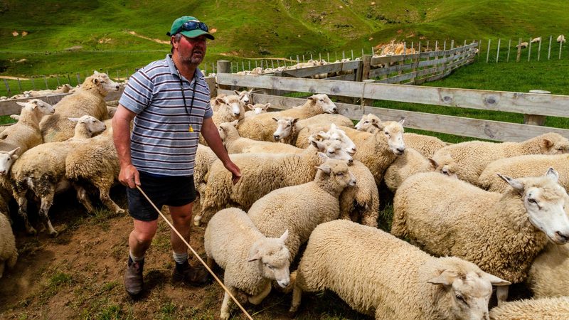 A sheep farm in Pukekohe, North Island, New Zealand. The country exported meat worth $155m to the GCC in 2023