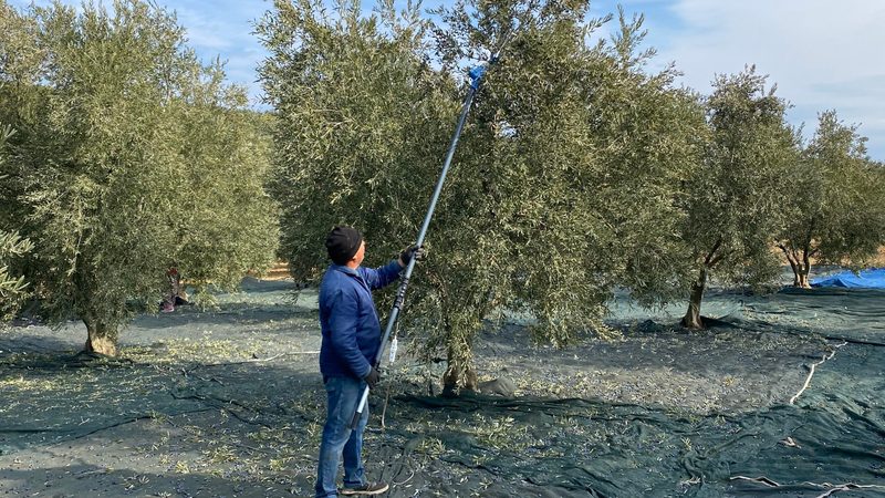 Olives being harvested in the Eceabat region of northwestern Turkey