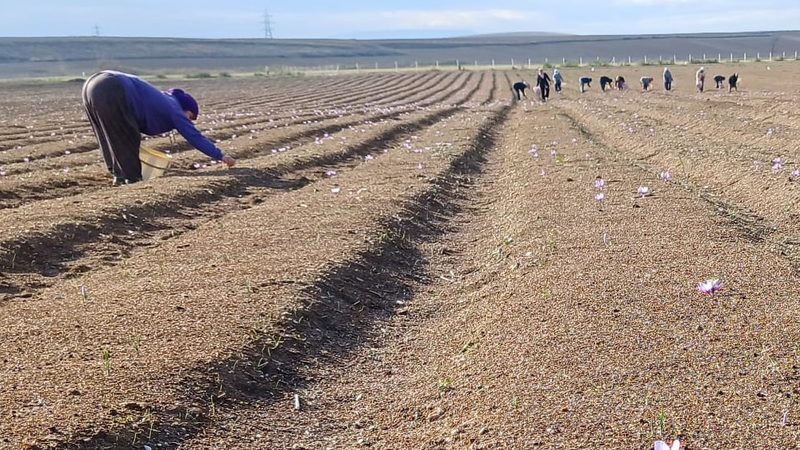 Saffron being cultivated in the province of Eskişehir, Turkey. The country does not currently grow enough to meet its own needs