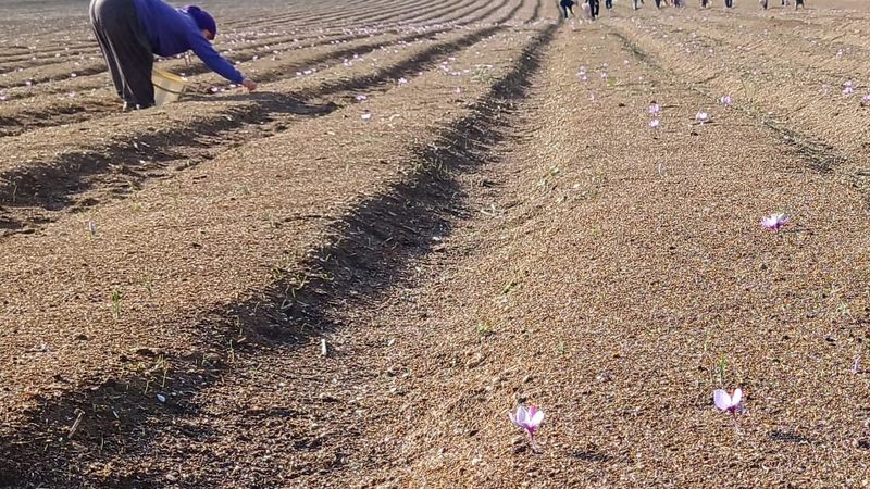 Saffron being cultivated in the province of Eskişehir, Turkey. The country does not currently grow enough to meet its own needs