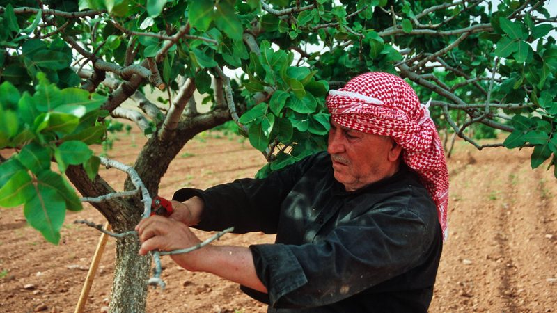 A Turkish pistachio farmer. Prices for shelled pistachios have risen to $41 a kilo.