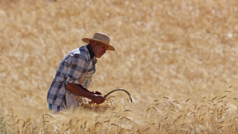 A farmer harvests barley in Morocco; the cereal harvest was 3.1 million tonnes this year, down from 5.5 million last year