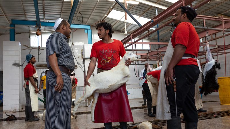 saudi livestock city slaughterhouse