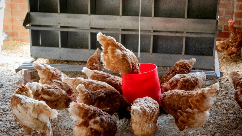 Almarai intends to increase its poultry output 450 million birds by 2027