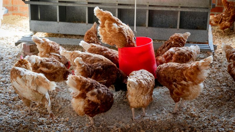 Almarai intends to increase its poultry output 450 million birds by 2027