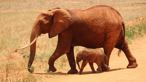 Colossal Biosciences says it plans to create a wooly mammoth calf born to an elephant surrogate