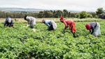 More than two thirds of Kenyans rely on agriculture for their livelihoods, so expanding food exports is a priority for the government