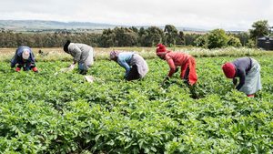 More than two thirds of Kenyans rely on agriculture for their livelihoods, so expanding food exports is a priority for the government