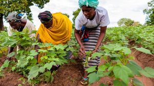 Workers at a cotton farm in Côte d'Ivoire. Salic will have a call option to buy the remaining 19.99 percent stake in Olam Agri