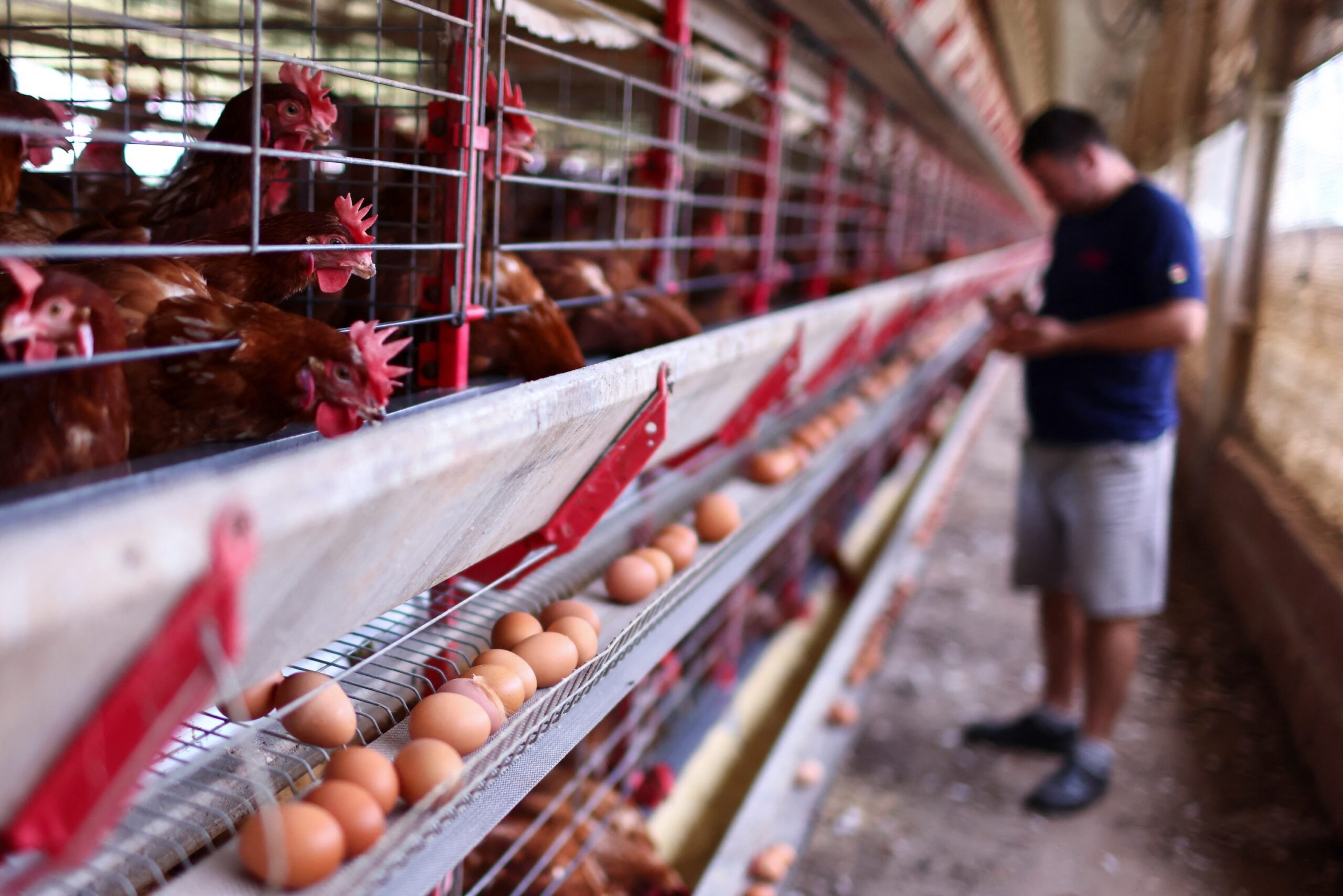 An egg farm in Brazil. Saudi Arabia wants to reduce its reliance on imported foods