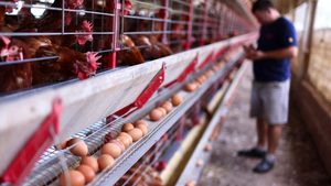 An egg farm in Brazil. Saudi Arabia wants to reduce its reliance on imported foods