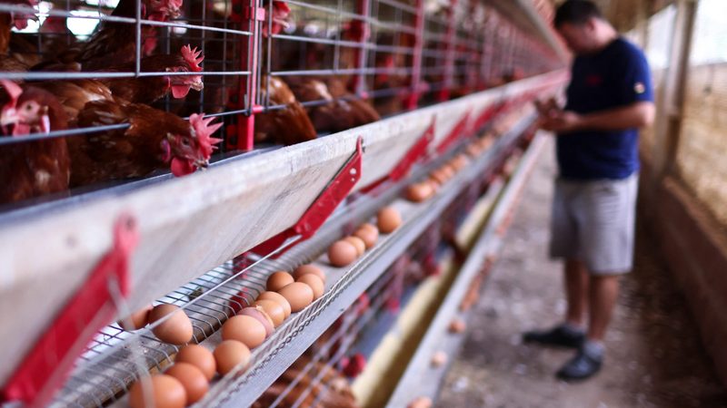 An egg farm in Brazil. Saudi Arabia wants to reduce its reliance on imported foods