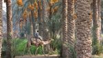 A date palm orchard in Memphis, Egypt: exports of fresh fruit were up 23% in December