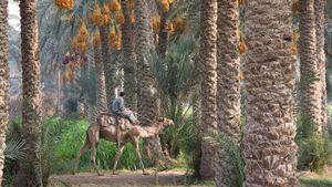 A date palm orchard in Memphis, Egypt: exports of fresh fruit were up 23% in December